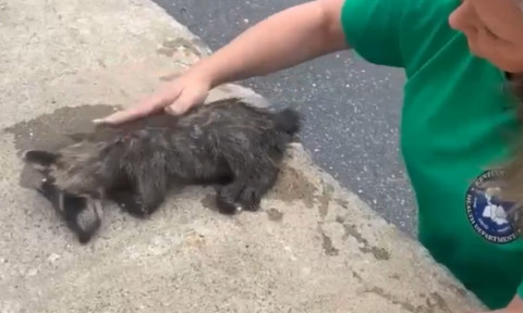 Ați mai văzut un raton beat? O asistentă l-a resuscitat. Animalul se îmbătase după ce a mâncat piersici fermentate