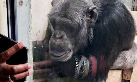 De ce nu trebuie să-i arăți clipuri video unui cimpanzeu. Grădina Zoologică din Shanghai le interzice vizitatorilor să facă acest lucru