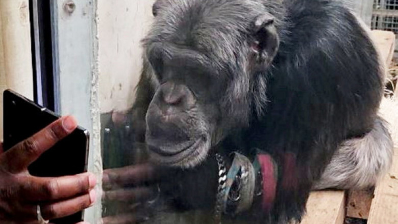 De ce nu trebuie să-i arăți clipuri video unui cimpanzeu. Grădina Zoologică din Shanghai le interzice vizitatorilor să facă acest lucru