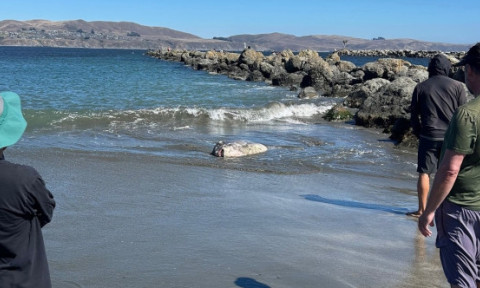 O creatură marină de doi metri, descoperită pe o plajă din California: „Parcă eram pe altă planetă”