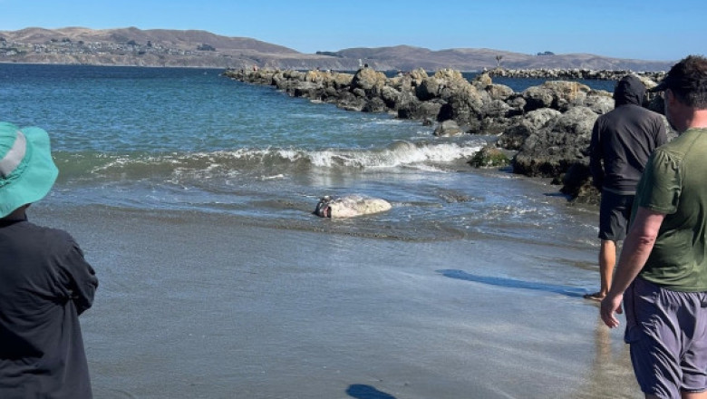 O creatură marină de doi metri, descoperită pe o plajă din California: „Parcă eram pe altă planetă”