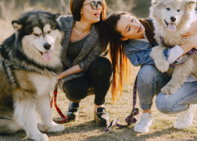 Cele mai bune rase de câini pentru primul tău animal de companie. Alegerea care îți poate schimba viața