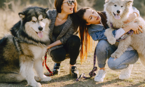 Cele mai bune rase de câini pentru primul tău animal de companie. Alegerea care îți poate schimba viața