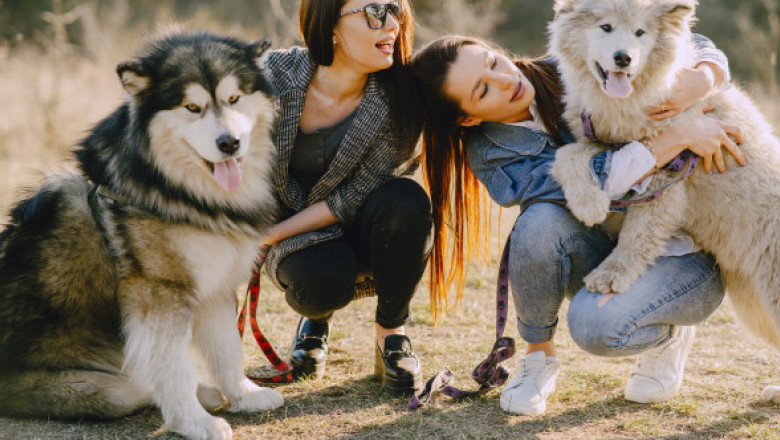 Cele mai bune rase de câini pentru primul tău animal de companie. Alegerea care îți poate schimba viața