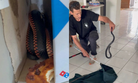Au comandat o pizza, dar s-au trezit cu un musafir nepoftit. Ce a găsit o familie din Australia lângă resturile de mâncare