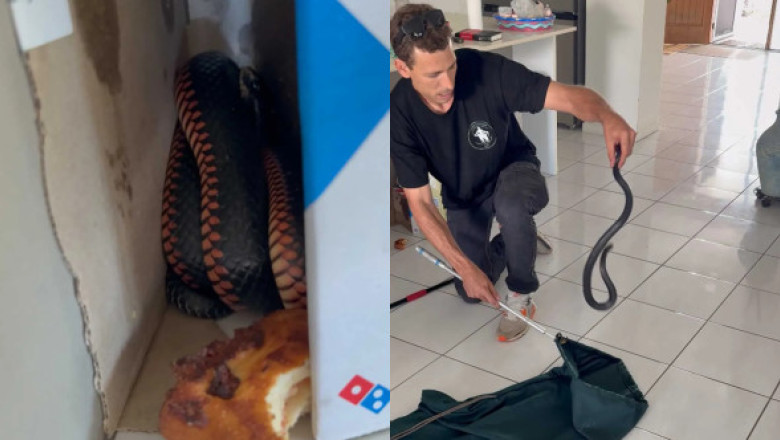 Au comandat o pizza, dar s-au trezit cu un musafir nepoftit. Ce a găsit o familie din Australia lângă resturile de mâncare