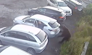 Momentul când un bărbat este atacat de un urs într-o parcare. Imaginile au devenit virale