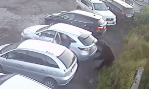 Momentul când un bărbat este atacat de un urs într-o parcare. Imaginile au devenit virale