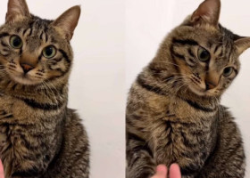 Reacția unei pisici când stăpâna ei tușește lângă ea. Felina și-a retras ușor lăbuța, vizibil deranjată