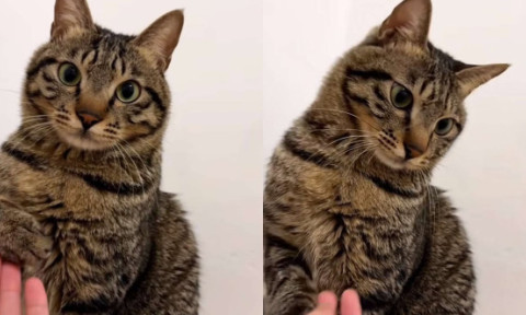 Reacția unei pisici când stăpâna ei tușește lângă ea. Felina și-a retras ușor lăbuța, vizibil deranjată