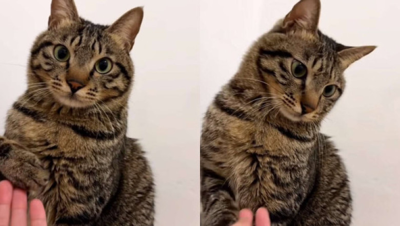 Reacția unei pisici când stăpâna ei tușește lângă ea. Felina și-a retras ușor lăbuța, vizibil deranjată