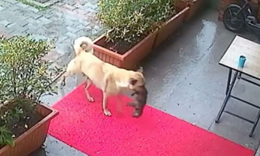 Gestul incredibil făcut de o cățelușă. Și-a dus singură puiul la veterinar: „O mamă știe întotdeauna ce trebuie să facă”