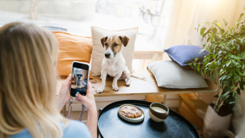 Câți bani a câștigat un câine de pe Instagram în 2024. Oamenii sunt șocați: „Câștigă mai bine decât mine”