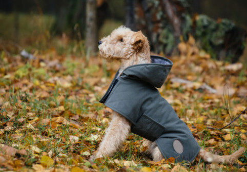 Reguli care îți pot salva animalul de companie în lunile reci și întunecate. Medicii veterinari trag un semnal de alarmă