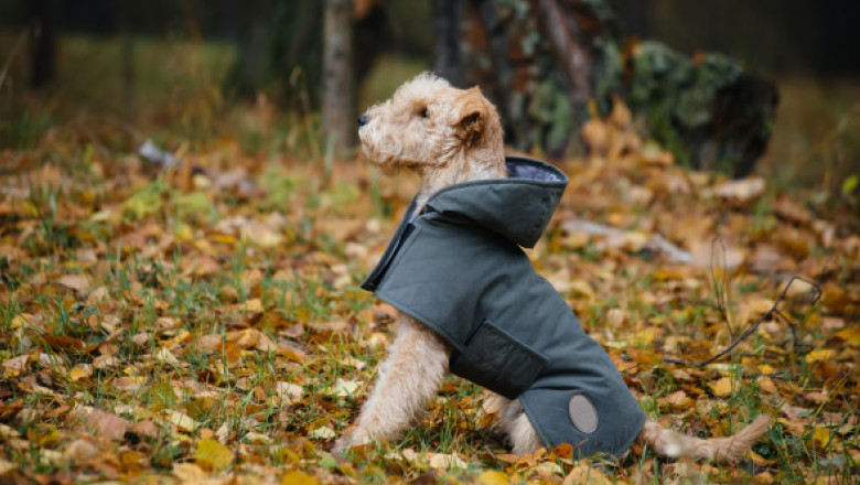 Reguli care îți pot salva animalul de companie în lunile reci și întunecate. Medicii veterinari trag un semnal de alarmă