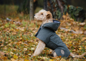 Reguli care îți pot salva animalul de companie în lunile reci și întunecate. Medicii veterinari trag un semnal de alarmă