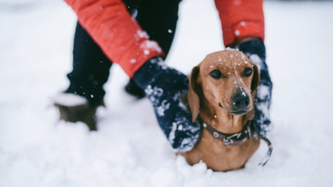 Este sigur să scoți câinele la plimbare pe timp de iarnă? Ce trebuie să știi despre ger, gheață și pericole ascunse în zăpadă