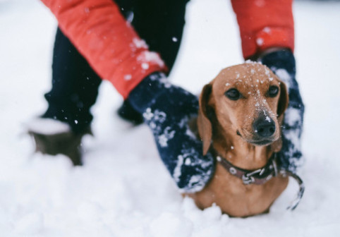 Este sigur să scoți câinele la plimbare pe timp de iarnă? Ce trebuie să știi despre ger, gheață și pericole ascunse în zăpadă