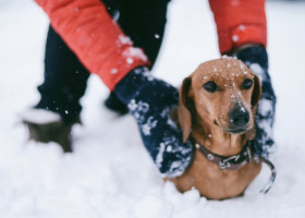 Este sigur să scoți câinele la plimbare pe timp de iarnă? Ce trebuie să știi despre ger, gheață și pericole ascunse în zăpadă