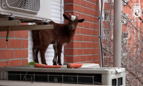 Momentul când pompierii salvează o capră blocată la etajul cinci al unui bloc din Madrid. Cum a reacționat animalul