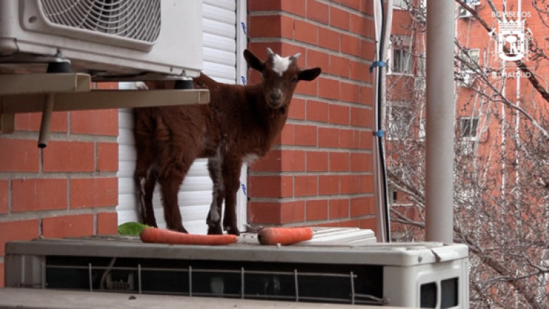 Momentul când pompierii salvează o capră blocată la etajul cinci al unui bloc din Madrid. Cum a reacționat animalul