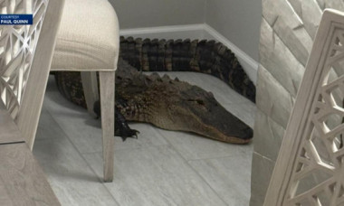 Momentul când un aligator de 2 metri intră în casa unui cuplu din Florida: „Trebuie să mă ocup de asta azi?”