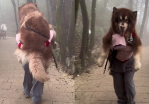 Această femeie a coborât un munte, cărându-și câinele de 49 de kilograme în spate. Imaginile cu animalul uriaș sunt virale
