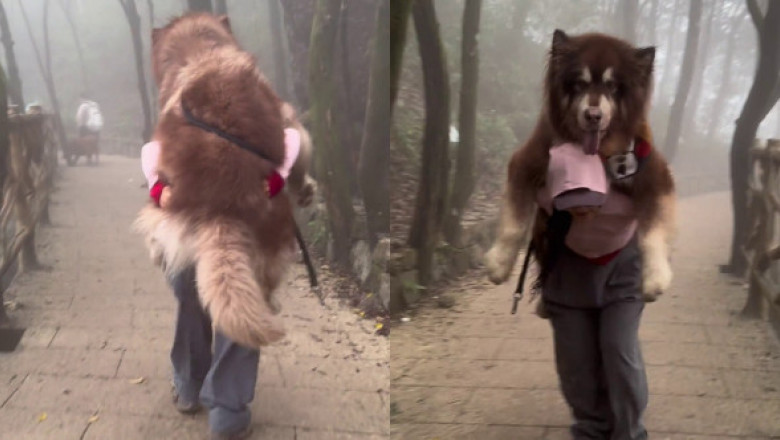 Această femeie a coborât un munte, cărându-și câinele de 49 de kilograme în spate. Imaginile cu animalul uriaș sunt virale