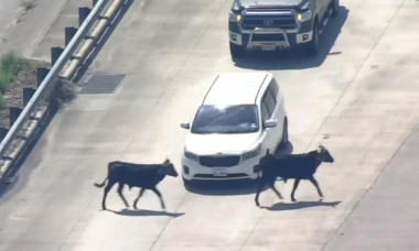 Haos pe o autostradă din Texas. Zeci de vaci au scăpat dintr-o remorcă și au galopat nestingherite printre mașini
