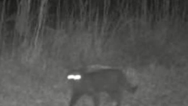 Animal misterios surprins în Florida. Cum apare creatura pe camerele de supraveghere