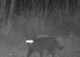Animal misterios surprins în Florida. Cum apare creatura pe camerele de supraveghere