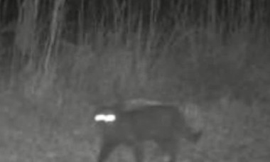 Animal misterios surprins în Florida. Cum apare creatura pe camerele de supraveghere