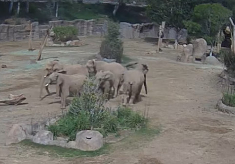 VIDEO Cinci elefanţi de la ZOO, surprinşi formând un ”cerc de alertă” pentru a proteja un pui în timpul unui cutremur