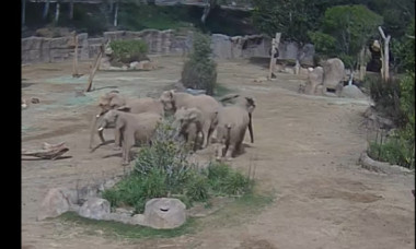 VIDEO Cinci elefanţi de la ZOO, surprinşi formând un ”cerc de alertă” pentru a proteja un pui în timpul unui cutremur