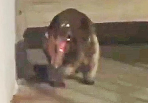 Un animal misterios le dă fiori oamenilor din Colorado: „Ar putea fi un Chupacabra?”. Imaginile sunt virale