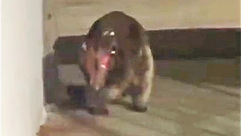 Un animal misterios le dă fiori oamenilor din Colorado: „Ar putea fi un Chupacabra?”. Imaginile sunt virale