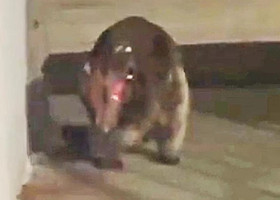 Un animal misterios le dă fiori oamenilor din Colorado: „Ar putea fi un Chupacabra?”. Imaginile sunt virale