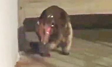 Un animal misterios le dă fiori oamenilor din Colorado: „Ar putea fi un Chupacabra?”. Imaginile sunt virale