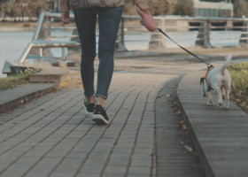 Motivul pentru care o femeie refuză să plimbe câinele iubitului ei înainte de muncă. Dezvăluirea a stârnit un val de reacții