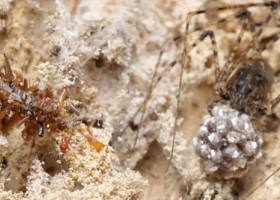 Ea este omida „colecționară de oase”. Insectă rară din Hawaii care trăiește printre păianjeni și își poartă prada