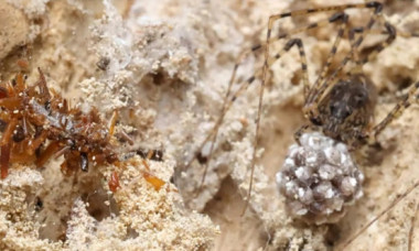 Ea este omida „colecționară de oase”. Insectă rară din Hawaii care trăiește printre păianjeni și își poartă prada