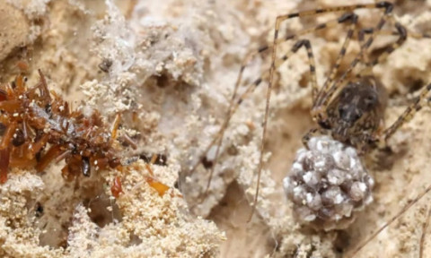 Ea este omida „colecționară de oase”. Insectă rară din Hawaii care trăiește printre păianjeni și își poartă prada