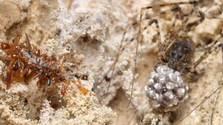 Ea este omida „colecționară de oase”. Insectă rară din Hawaii care trăiește printre păianjeni și își poartă prada