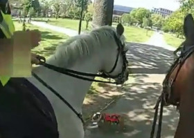 Momentul când doi cai ai poliției din Londra au fost atacați de un câine într-un parc aglomerat: „Era scăpat de sub control”