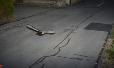 Rață prinsă cu „viteză excesivă” în Elveția. O rață a zburat prea repede și acum 7 ani, în același loc