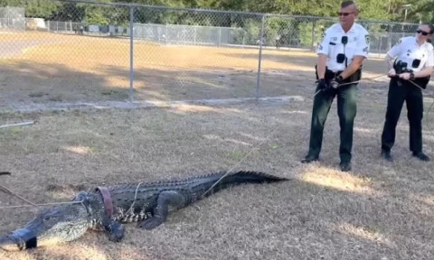 Momentul când un aligator a dat buzna în parcarea unei grădinițe din Florida. Imaginile sunt virale