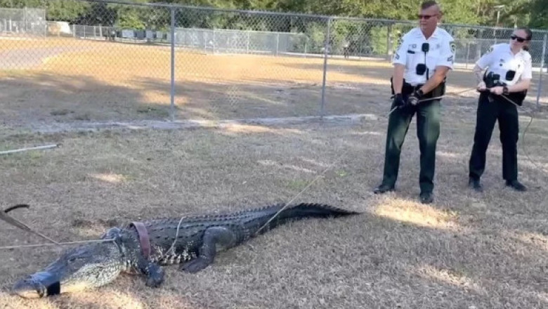 Momentul când un aligator a dat buzna în parcarea unei grădinițe din Florida. Imaginile sunt virale