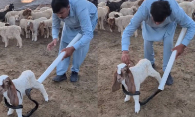 Metoda ingenioasă prin care un bărbat a îndepărtat o cobră de pe un ied: „E incredibil cum animalul nu se mișcă”