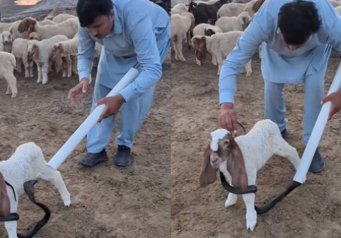 Metoda ingenioasă prin care un bărbat a îndepărtat o cobră de pe un ied: „E incredibil cum animalul nu se mișcă”