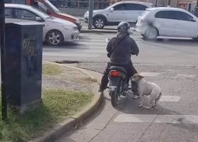 Ce a pățit un bărbat care aștepta la semafor pe un scuter? Imagini virale cu un câine care l-a „luat” prin surprindere